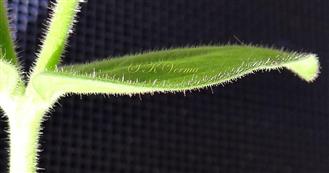  Leaf-Both surfaces glandular pubescent